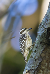 Yungipicus moluccensis