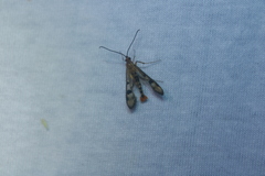 Synanthedon acerni