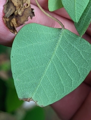 Homalanthus stillingiifolius