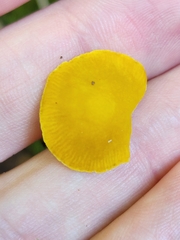 Pluteus chrysophlebius