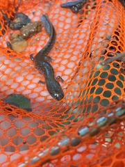 Caudata