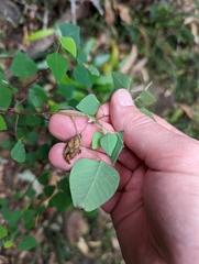 Homalanthus stillingiifolius