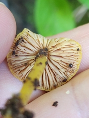 Pluteus chrysophlebius
