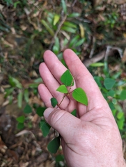 Homalanthus stillingiifolius