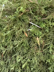 Kindbergia oregana