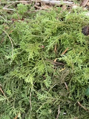 Kindbergia oregana