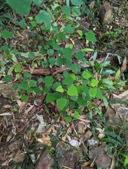 Homalanthus stillingiifolius