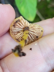 Pluteus chrysophlebius