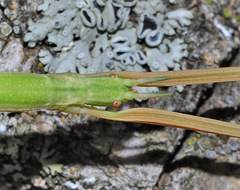 Clonopsis gallica