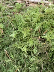 Kindbergia oregana