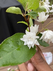 Deutzia scabra