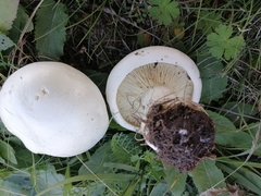 Leucopaxillus lepistoides