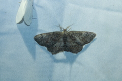 Hypagyrtis