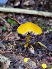 Pluteus chrysophlebius