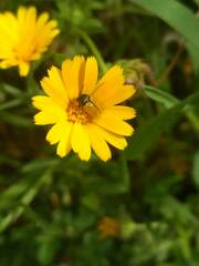 Cryptocephalus rugicollis