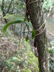 Peristeranthus hillii