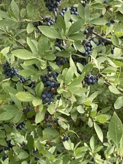 Forestiera
