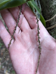 Peristeranthus hillii