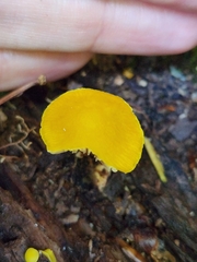 Pluteus chrysophlebius