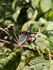 Apiomerus geniculatus