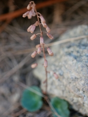 Umbilicus rupestris
