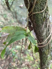 Peristeranthus hillii