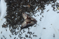 Autographa ampla