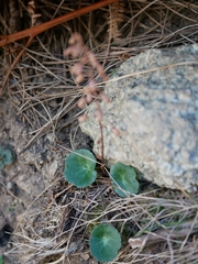 Umbilicus rupestris