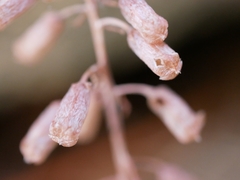 Umbilicus rupestris