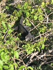 Iguana iguana melanoderma