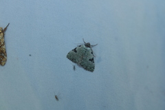 Leuconycta diphteroides
