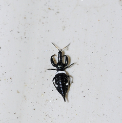 Compsothrips albosignatus