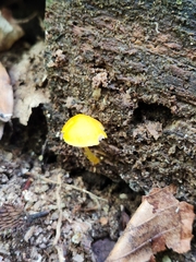 Pluteus chrysophlebius
