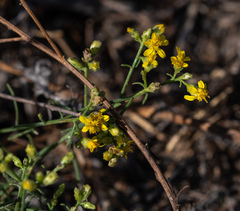 Gutierrezia californica