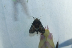 Chytonix palliatricula