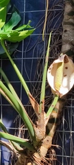 Monstera deliciosa
