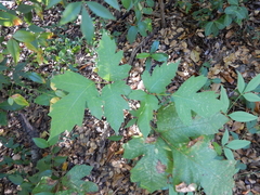 Toxicodendron radicans negundo