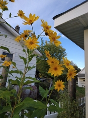 Helianthus tuberosus
