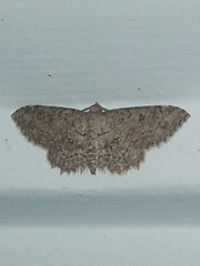 Cyclophora