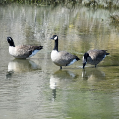 Branta canadensis