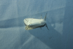 Spilosoma dubia