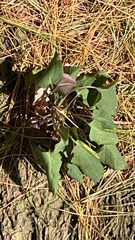 Arnoglossum atriplicifolium