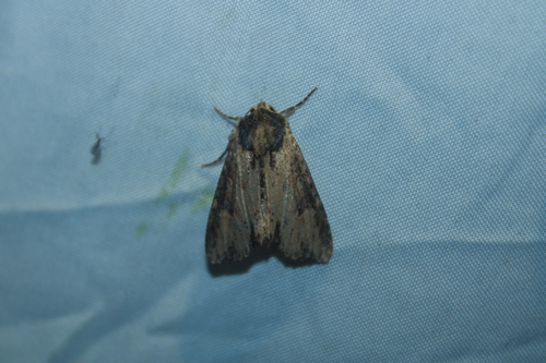 Airy Apamea Moth photo 5
