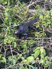 Iguana iguana melanoderma