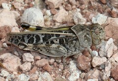 Hippiscus ocelote