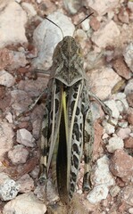 Hippiscus ocelote