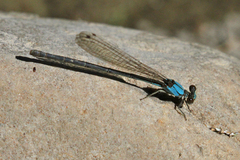 Argia apicalis