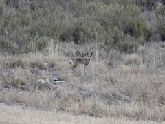 Vulpes vulpes silacea