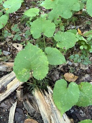 Eurybia
