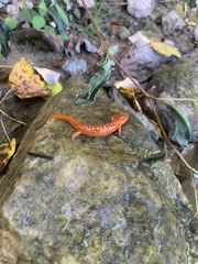 Pseudotriton ruber